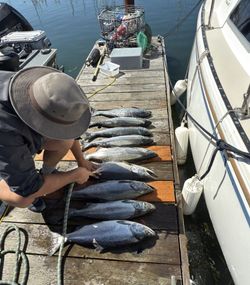 7 pink salmon and spotted weakfish caught in Astoria