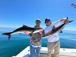 Two large cobia fish caught in Virginia Beach