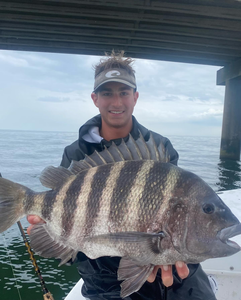 Sheepshead fish caught while fishing in VA