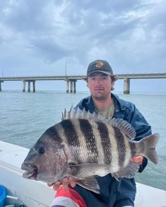 Sheepshead fish caught in Virginia Beach