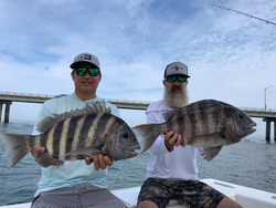 Two sheepshead fish caught in Virginia