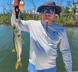 Single snook fish caught while fishing in Englewood