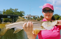 A snook fish caught in Englewood while fishing