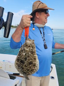 Southern Flounder, 16 inch fish caught while fishing in Englewood