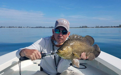 Tripletail fish caught in FL