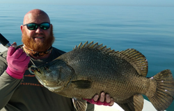 Tripletail fish caught by angler in Englewood