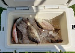 Fresh caught white grunt fish on ice in cooler from Englewood FL fishing trip