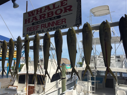 Fishing Charters Out Of Islamorada