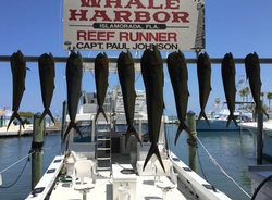 Islamorada Fishing Guides And Charters