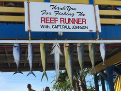 8 king mackerel and bluefish caught fishing in FL