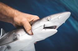 A photograph of an Atlantic Sharpnose Shark in the waters of FL.