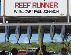 Group of 6 yellowfin and blackfin tuna, 33-inch fish caught in Islamorada