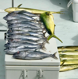 Five bluefish caught in FL while fishing