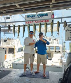 8 bluefish caught while fishing in Islamorada