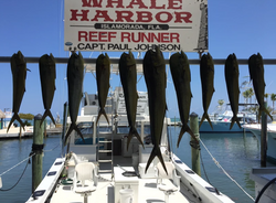 10 Cero Mackerel, King Mackerel, and Mahi Mahi fish caught in Islamorada
