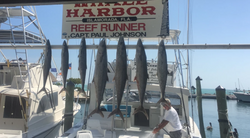 5 Cero Mackerel fish caught while fishing in FL