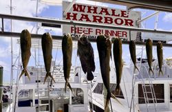 8 cero mackerel fish caught in FL