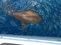 Fishing in Islamorada, Florida