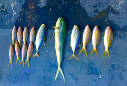 8 fish caught while fishing in FL