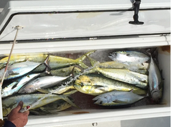 7 fish caught while fishing in Islamorada