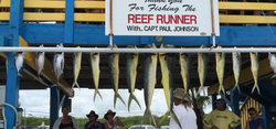 A group of 11 cero mackerel, spanish mackerel, king mackerel, and bluefish caught in Islamorada.