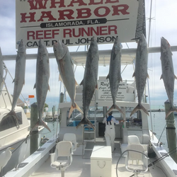Seven king mackerel and great barracuda fishes in FL