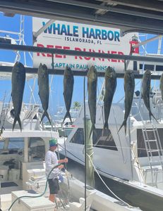 6 fishing rods with large catch in FL