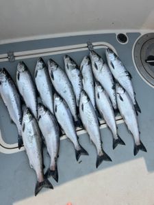 8 Chinook salmon caught while fishing in Minnesota