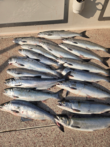 Eight beautiful Lake Superior Coho Salmon on deck!