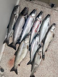 5 bluefish and chinook salmon caught at Knife River