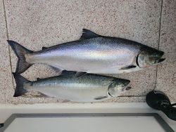 Two anglers fishing in the Knife River