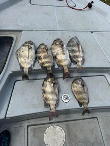 A fishing trip at Aransas Pass, with 6 sheepshead and black drum catches.