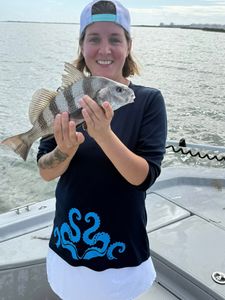 Black Drum fish caught while fishing in TX