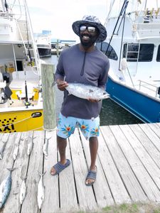 A photograph of a fisherman with an 11-inch Atlantic Bonito at Wanchese Marina Llc.