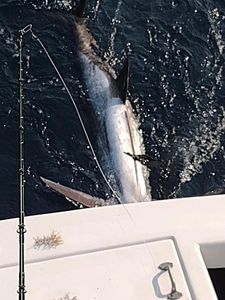 Wanchese Marina Llc fishing scene