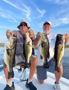 Four largemouth bass caught in St. Cloud, Minnesota
