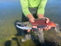 Trout Fishing