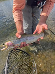 Rainbow trout caught at Lake George