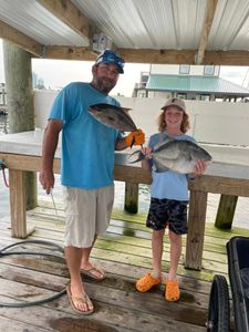 Chasing Gray Triggerfish