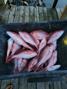 Red Snapper Delight