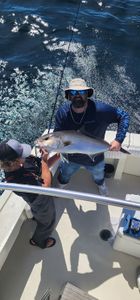 Fisherman catches a Greater Amberjack in Gulf Shores
