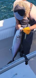 Greater Amberjack fish caught fishing in Gulf Shores