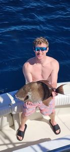 Grey triggerfish catch on fishing boat in Gulf Shores Alabama waters
