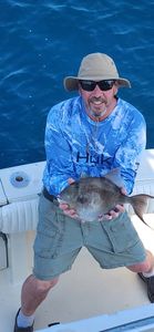 Grey triggerfish caught while fishing in Gulf Shores AL