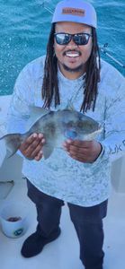 Grey triggerfish caught fishing in Gulf Shores Alabama waters