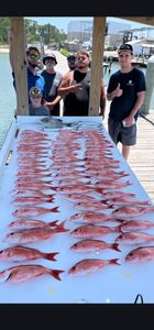 Large catch of red snapper displayed on cleaning table at Gulf Shores AL fishing dock