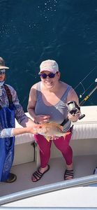 Lane snapper caught fishing in Gulf Shores AL on boat deck