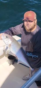 Longfin Yellowtail fish caught in Gulf Shores