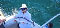 Longfin Yellowtail fish caught in Gulf Shores