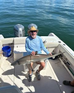 Blacktip shark, 35 inches long, caught while fishing on Dauphin Island